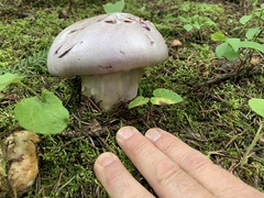 Cortinarius camphoratus