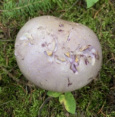 Cortinarius camphoratus