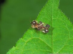 Corythucha associata