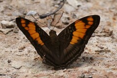 Adelpha mesentina
