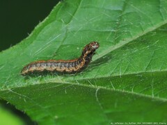 Omphalocera munroei
