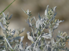 Atriplex pentandra