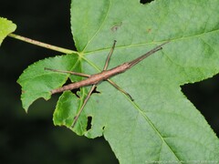 Anisomorpha ferruginea