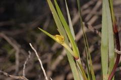 Conostylis robusta