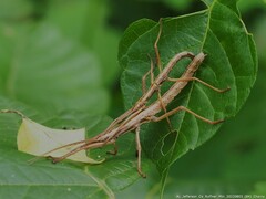 Anisomorpha ferruginea