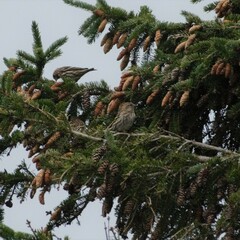 Spinus pinus image