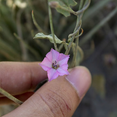 Convolvulus equitans equitans