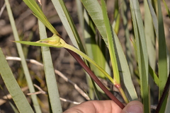 Conostylis robusta