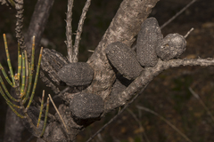 Allocasuarina humilis