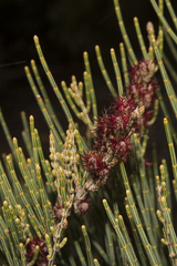 Allocasuarina humilis