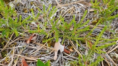 Empetreae