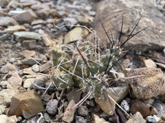 Micropuntia pulchella