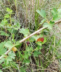 Ribes inerme