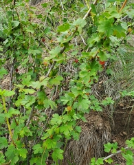 Ribes inerme