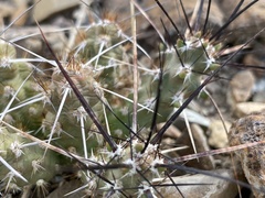 Micropuntia pulchella