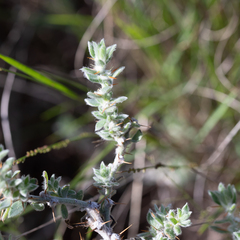 Sclerolaena birchii