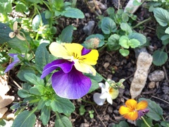 Viola × williamsii