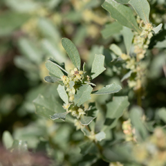 Atriplex muelleri