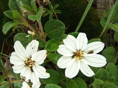 Wedelia grayi