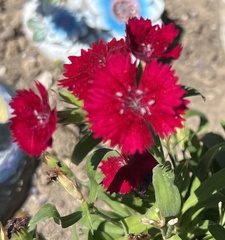 Dianthus chinensis × barbatus