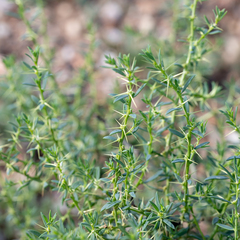 Sclerolaena muricata