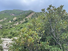 Rhododendron micranthum