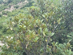 Rhododendron micranthum