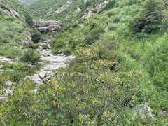 Rhododendron micranthum