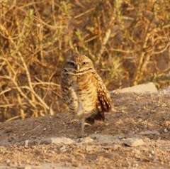 Athene cunicularia hypugaea