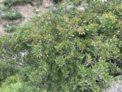 Rhododendron micranthum