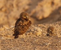 Athene cunicularia hypugaea