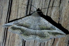 Lesmone griseipennis