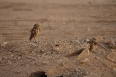 Athene cunicularia hypugaea
