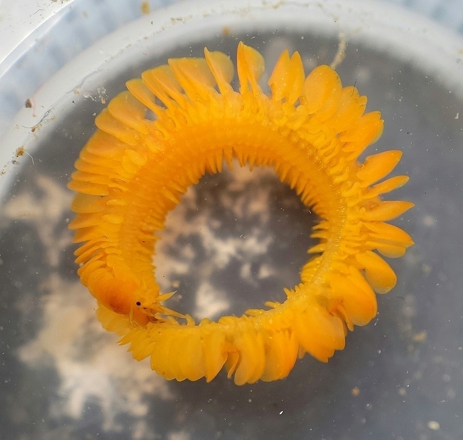 Notophyllum tectum