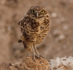 Athene cunicularia hypugaea