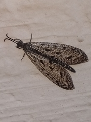 Brachynemurus nebulosus