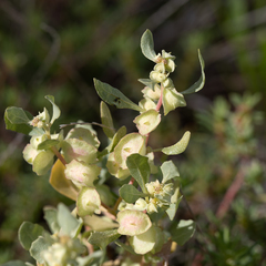 Atriplex lindleyi