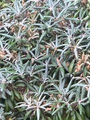Rhododendron yakushimanum