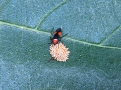 Trilaccus nigroruber