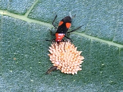 Trilaccus nigroruber