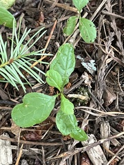 Orthilia secunda
