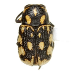 Pachybrachis deceptor