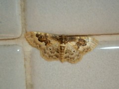 Idaea rusticata