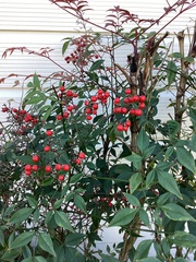 Nandina