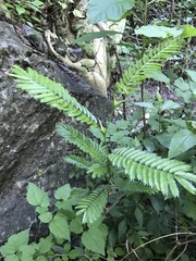 Vachellia campechiana