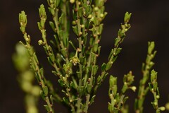 Phyllanthus hirtellus