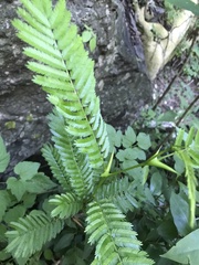 Vachellia campechiana