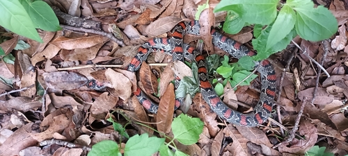 Mexican Kingsnake