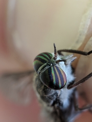 Hybomitra microcephala