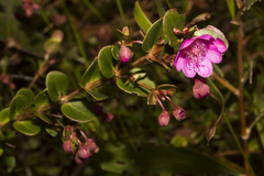Hypocalymma speciosum